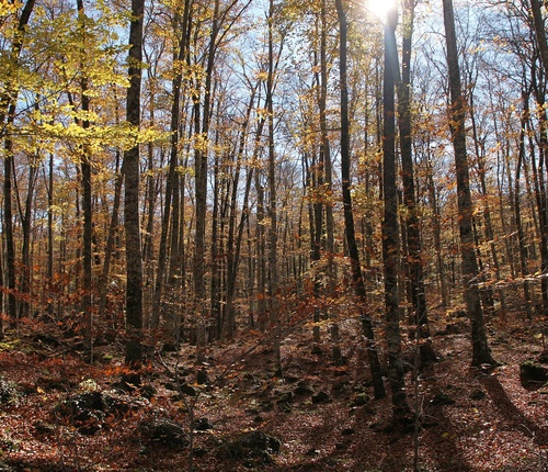 Tardor a la Fageda d'en Jord&agrave; i els seus volcans